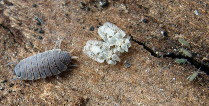 Armadillidium sp. e Oniscus asellus